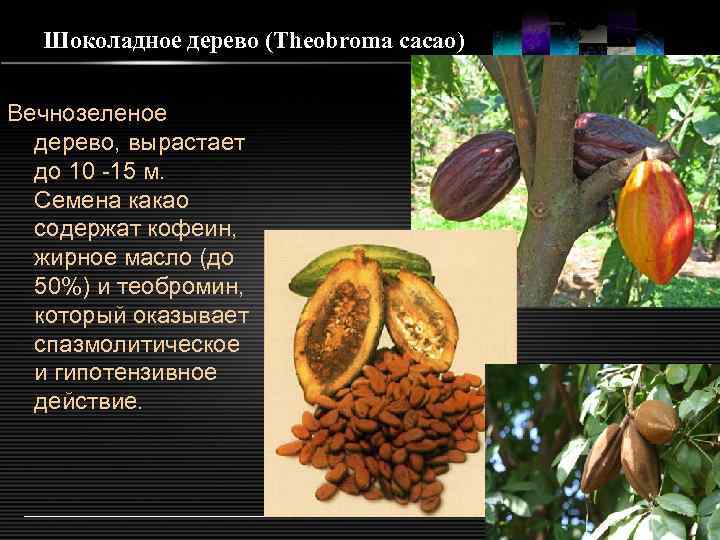 Шоколадное дерево (Theobroma cacao) Вечнозеленое дерево, вырастает до 10 -15 м. Семена какао содержат