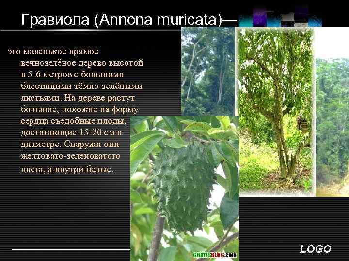 Гравиола (Annona muricata)— это маленькое прямое вечнозелёное дерево высотой в 5 -6 метров с