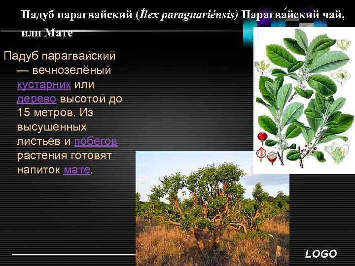 Падуб парагвайский (Ílex paraguariénsis) Парагва йский чай, или Мате Падуб парагвайский — вечнозелёный кустарник