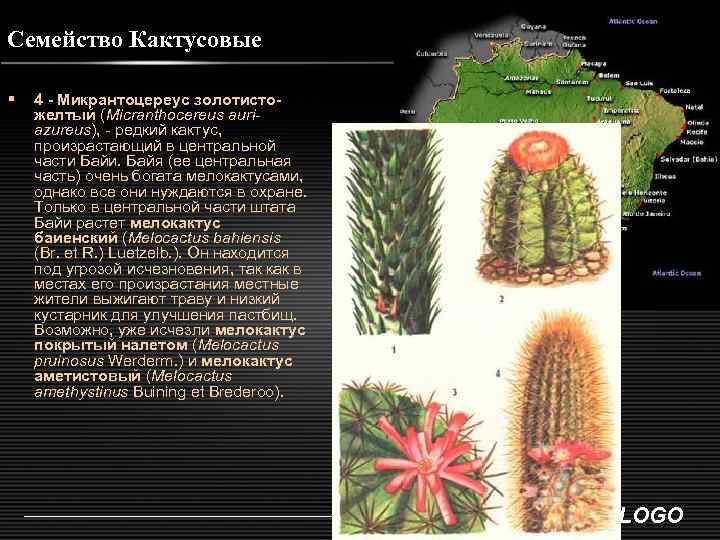 Семейство Кактусовые § 4 - Микрантоцереус золотисто- желтый (Micranthocereus auriazureus), - редкий кактус, произрастающий