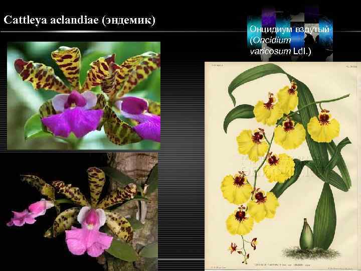 Cattleya aclandiae (эндемик) Онцидиум вздутый (Oncidium varicosum Ldl. ) LOGO 