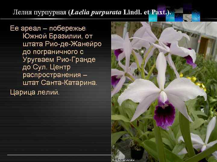 Лелия пурпурная (Laelia purpurata Lindl. et Paxt. ). Ее ареал – побережье Южной Бразилии,