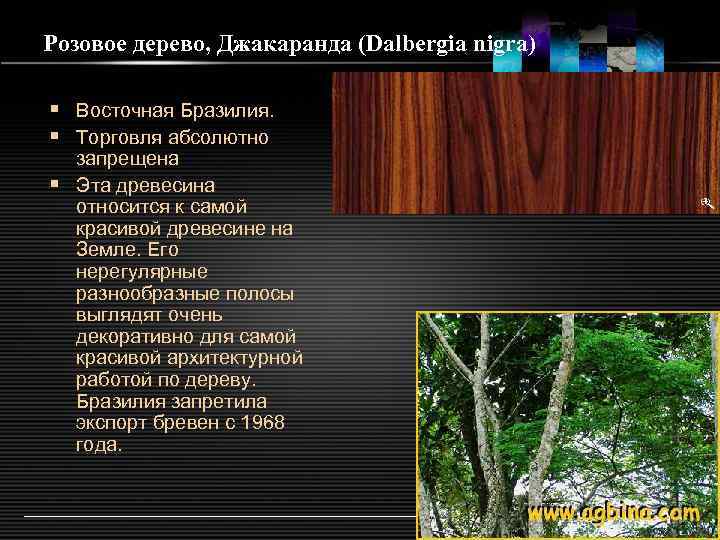 Розовое дерево, Джакаранда (Dalbergia nigra) § Восточная Бразилия. § Торговля абсолютно запрещена § Эта