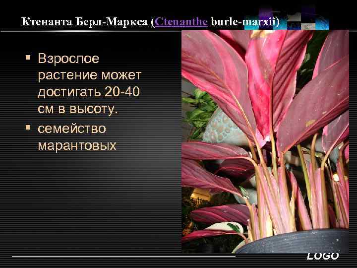 Ктенанта Берл-Маркса (Ctenanthe burle-marxii) § Взрослое растение может достигать 20 -40 см в высоту.