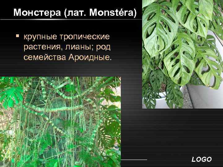 Монстера (лат. Monstéra) § крупные тропические растения, лианы; род семейства Ароидные. LOGO 