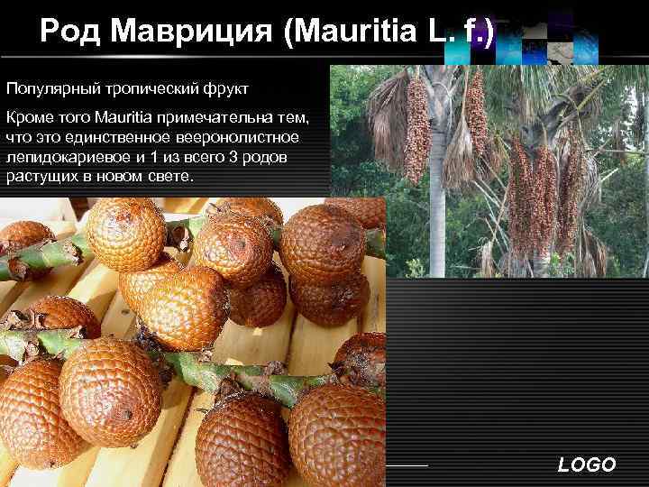 Род Мавриция (Mauritia L. f. ) Популярный тропический фрукт Кроме того Mauritia примечательна тем,