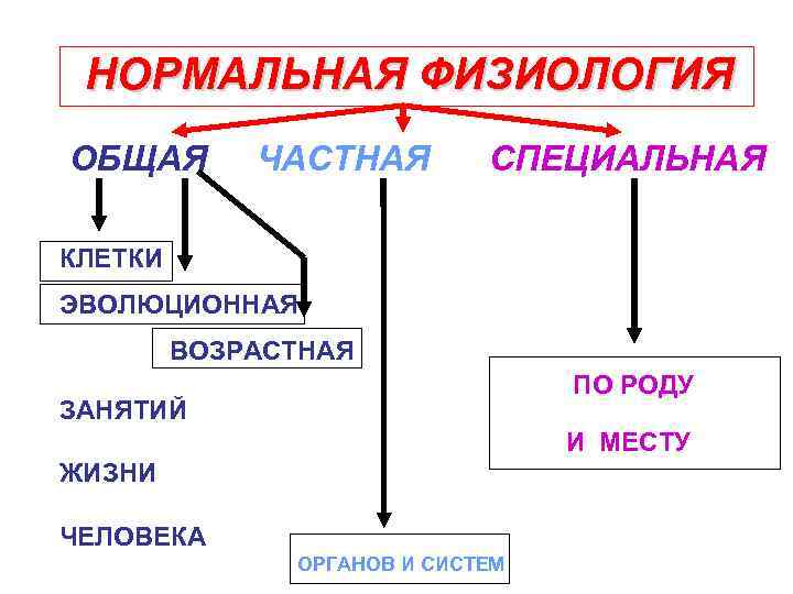 НОРМАЛЬНАЯ ФИЗИОЛОГИЯ ОБЩАЯ ЧАСТНАЯ СПЕЦИАЛЬНАЯ КЛЕТКИ ЭВОЛЮЦИОННАЯ ВОЗРАСТНАЯ ПО РОДУ ЗАНЯТИЙ И МЕСТУ ЖИЗНИ