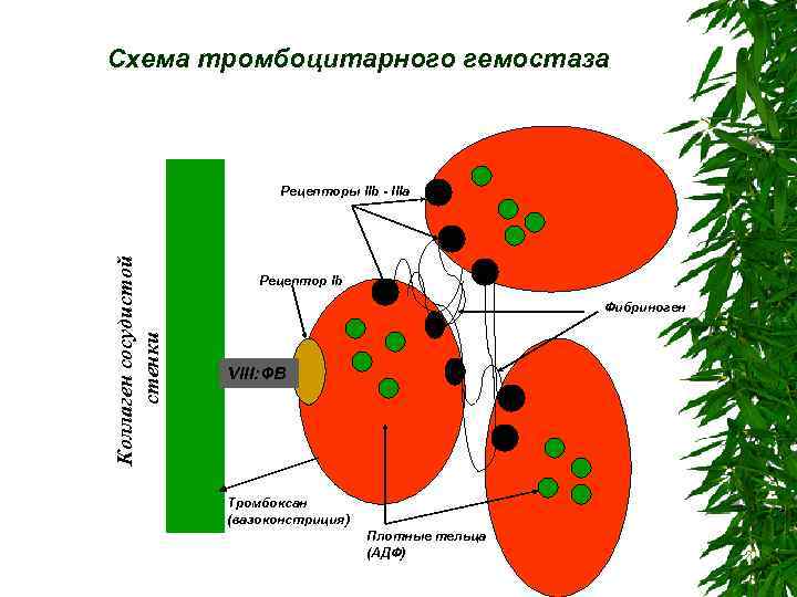 Схема тромбоцитарного гемостаза Коллаген сосудистой стенки Рецепторы IIb - IIIa Рецептор Ib Фибриноген VIII: