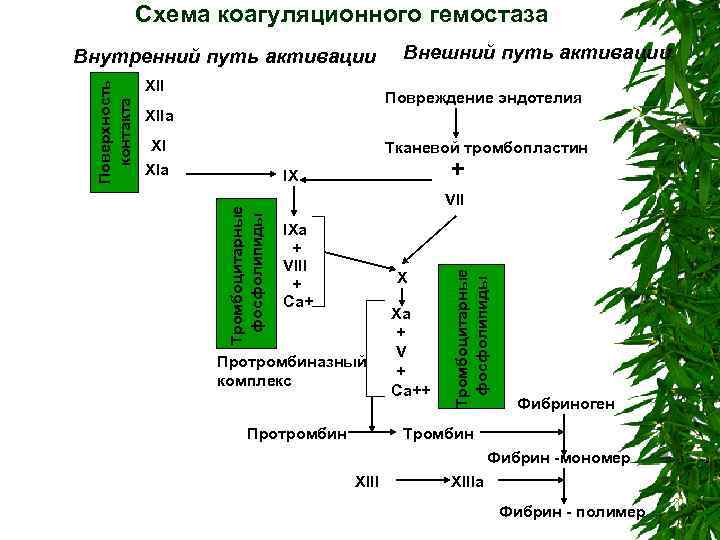 Схема коагуляции гемостаза