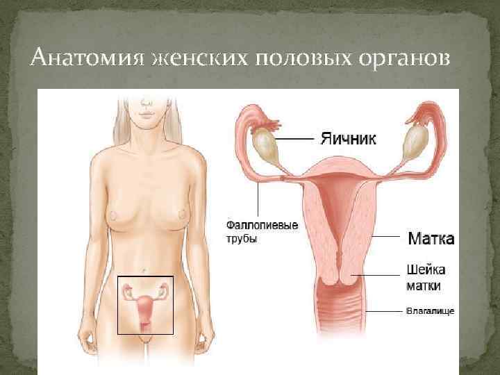 Анатомия женских половых органов 