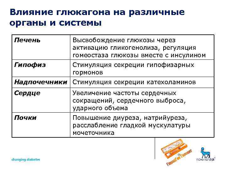 Влияние глюкагона на различные органы и системы Печень Высвобождение глюкозы через активацию гликогенолиза, регуляция