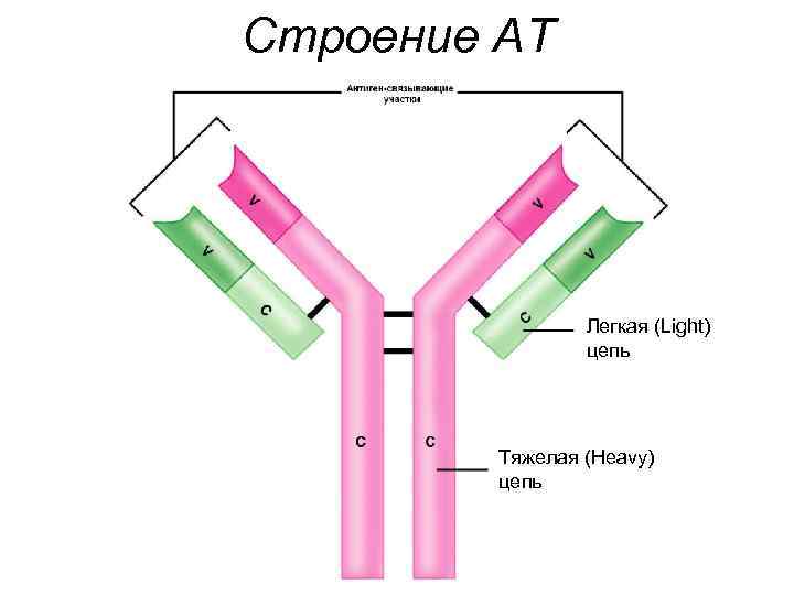 Строение АТ Легкая (Light) цепь Тяжелая (Heavy) цепь 