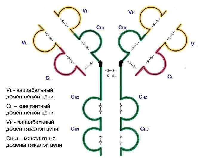 VH VH CH 1 VL VL CL CL VL - вариабельный домен легкой цепи;