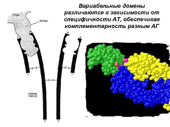 Вариабельные домены различаются в зависимости от специфичности АТ, обеспечивая комплементарность разным АГ 