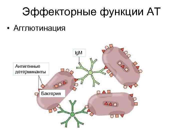 Эффекторные функции АТ • Агглютинация Ig. M Антигенные детерминанты Бактерия 