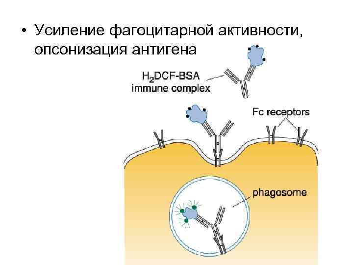  • Усиление фагоцитарной активности, опсонизация антигена 