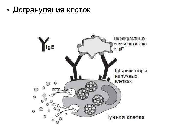  • Дегрануляция клеток 