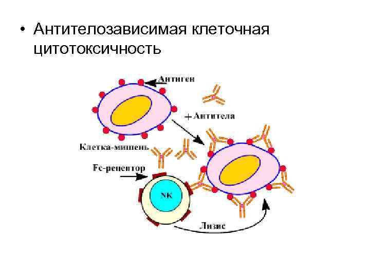  • Антителозависимая клеточная цитотоксичность 