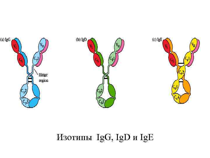 Изотипы Ig. G, Ig. D и Ig. E 