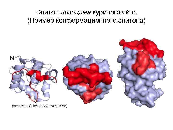 Эпитоп лизоцима куриного яйца (Пример конформационного эпитопа) 