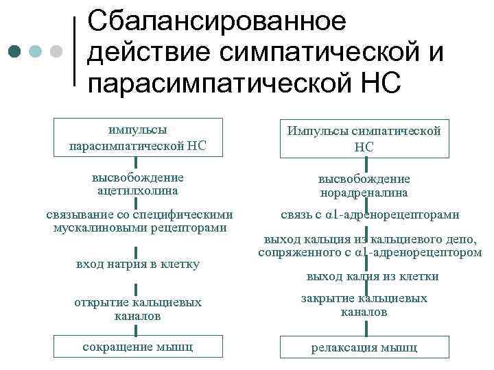 Симпатические нервы оказывают влияние