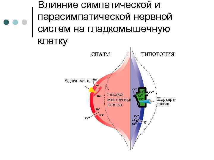 Влияние симпатической и парасимпатической нервной систем на гладкомышечную клетку СПАЗМ ГИПОТОНИЯ Ацетилхолин гладкомышечная клетка