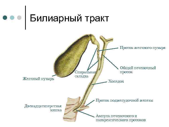 Билиарный тракт Проток желчного пузыря Желчный пузырь Спиральная складка Общий печеночный проток Холедох Проток