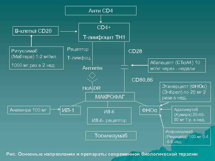 Анти СD 4 CD 4+ В-клетка CD 20 T-лимфоцит TH 1 Ритуксимаб (Мабтера) 1