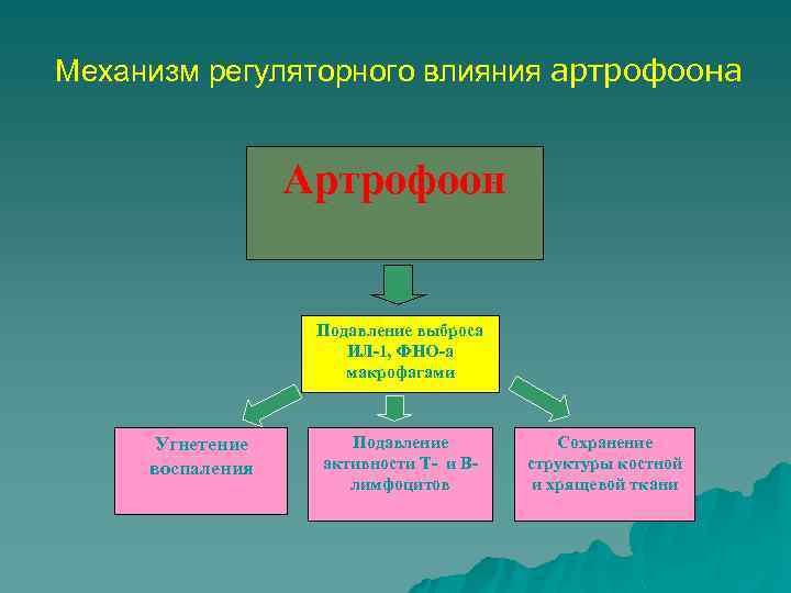 Механизм регуляторного влияния артрофоона Артрофоон Подавление выброса ИЛ-1, ФНО-а макрофагами Угнетение воспаления Подавление активности