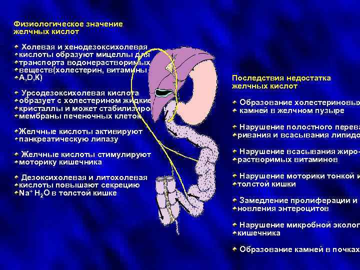 Физиологическое значение желчных кислот Холевая и хенодезоксихолевая кислоты образуют мицеллы для транспорта водонерастворимых веществ(холестерин,