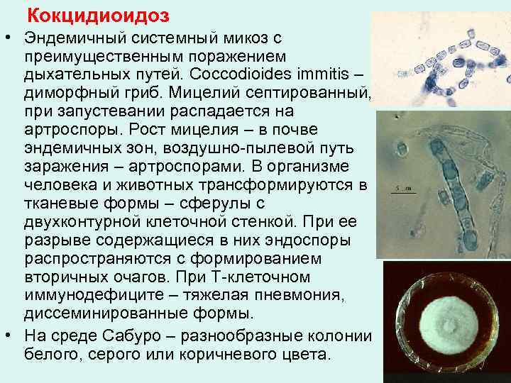 Кокцидиоидоз • Эндемичный системный микоз с преимущественным поражением дыхательных путей. Coccodioides immitis – диморфный