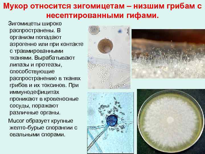 Презентация по микробиологии на тему грибы