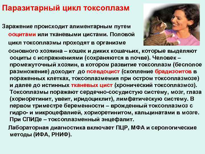 Паразитарный цикл токсоплазм Заражение происходит алиментарным путем ооцитами или тканевыми цистами. Половой цикл токсоплазмы