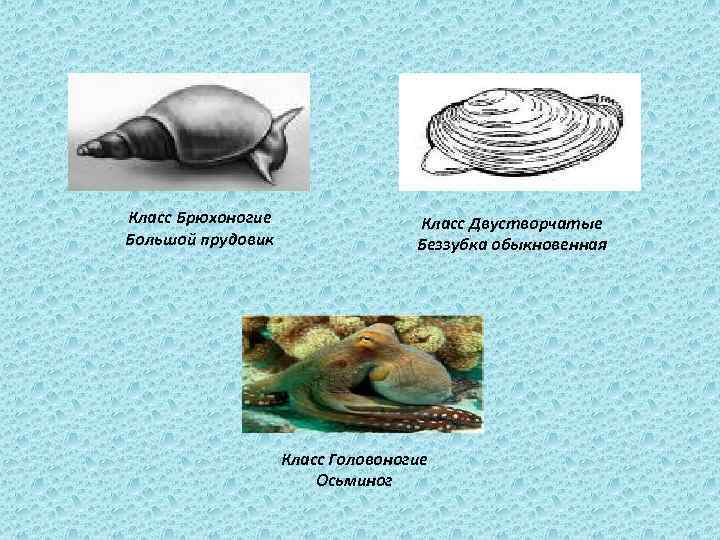 Тип питания прудовика. Прудовик фильтратор. Брюхоногие моллюски прудовик обыкновенный. Ароморфозы брюхоногих моллюсков. Класс брюхоногие большой прудовик.