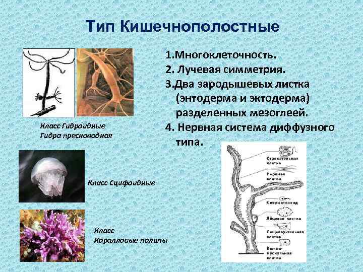 Какие черви кишечнополостные. Нервная система гидроидных. Кишечнополостные черви 7 класс биология. Гидроидные гидра Пресноводная. Кишечнополостные черви гидра.