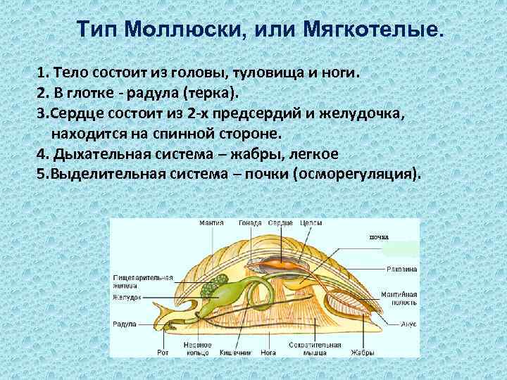 Тип моллюски полость тела. Тип моллюски таблица ЕГЭ. Тип моллюски мягкотелые класс брюхоногие моллюски. Пищеварительная система моллюсков ЕГЭ.