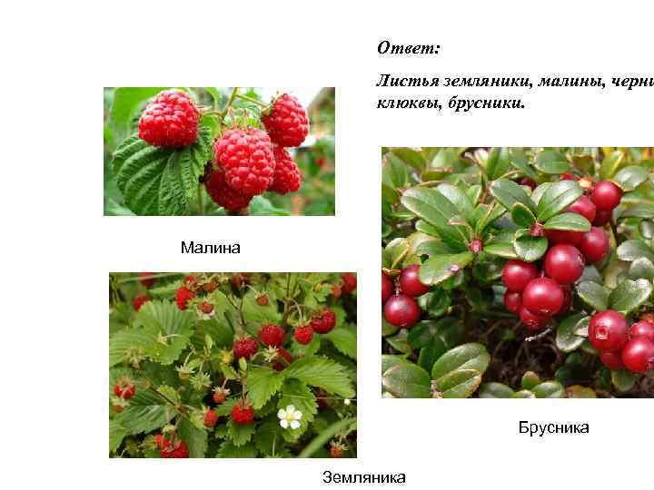 Ответ: Листья земляники, малины, черни клюквы, брусники. Малина Брусника Земляника 