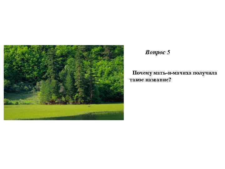  Вопрос 5 Почему мать-и-мачиха получила такое название? 