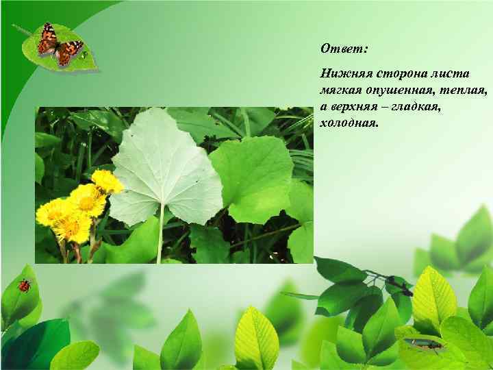 Ответ: Нижняя сторона листа мягкая опушенная, теплая, а верхняя – гладкая, холодная. 
