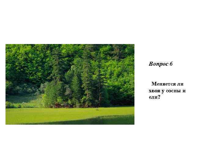 Вопрос 6 Меняется ли хвоя у сосны и ели? 
