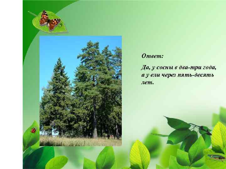 Ответ: Да, у сосны в два-три года, а у ели через пять-десять лет. 