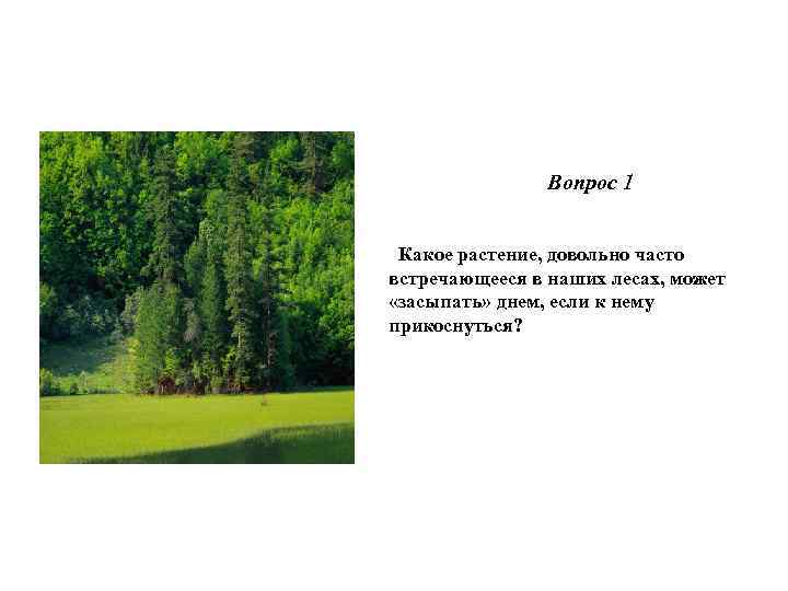  Вопрос 1 Какое растение, довольно часто встречающееся в наших лесах, может «засыпать» днем,