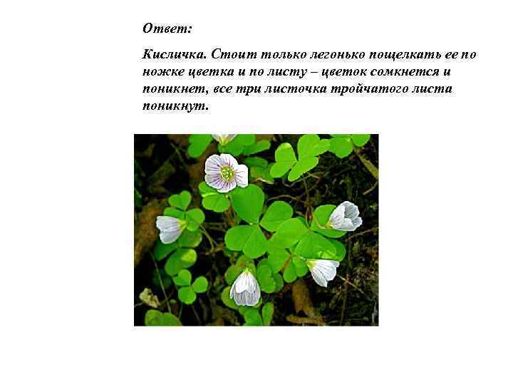 Ответ: Кисличка. Стоит только легонько пощелкать ее по ножке цветка и по листу –