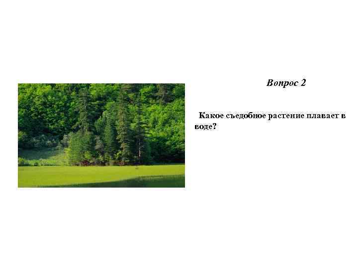  Вопрос 2 Какое съедобное растение плавает в воде? 