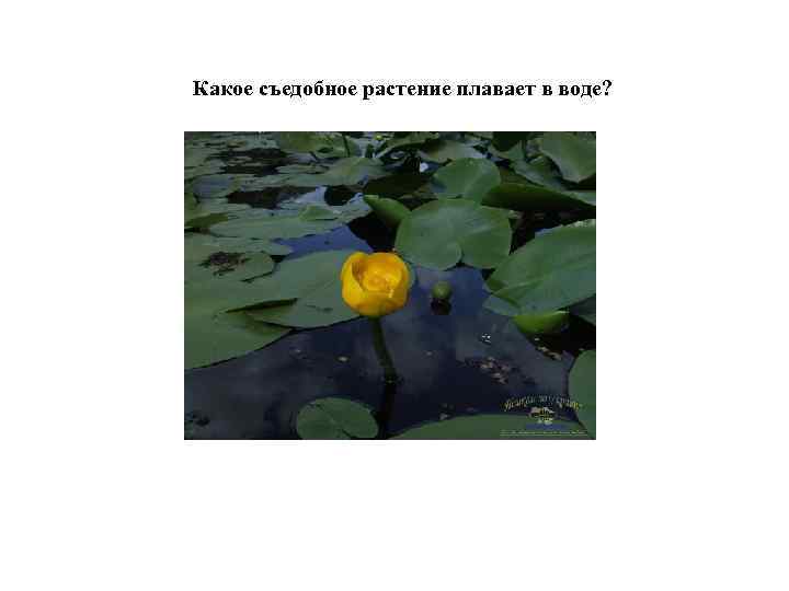 Какое съедобное растение плавает в воде? 