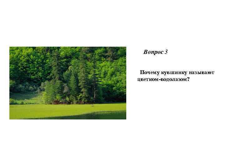  Вопрос 3 Почему кувшинку называют цветком-водолазом? 
