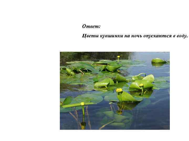 Ответ: Цветы кувшинки на ночь опускаются в воду. 