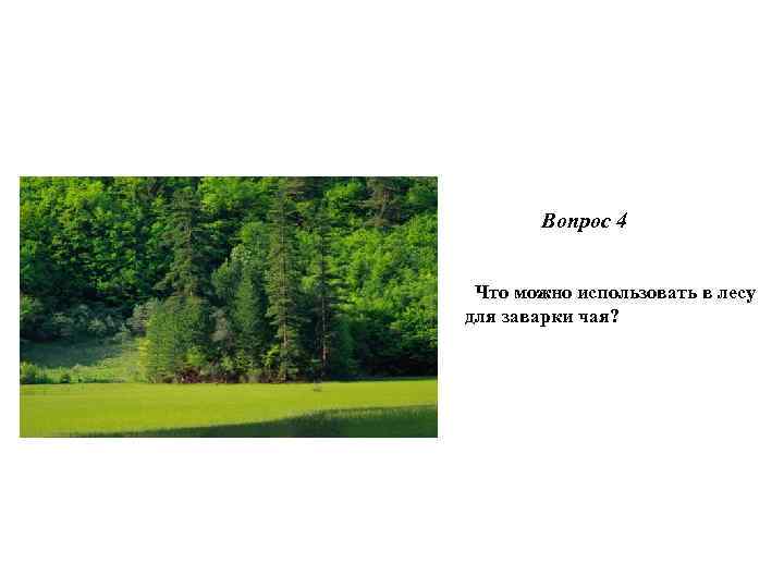  Вопрос 4 Что можно использовать в лесу для заварки чая? 