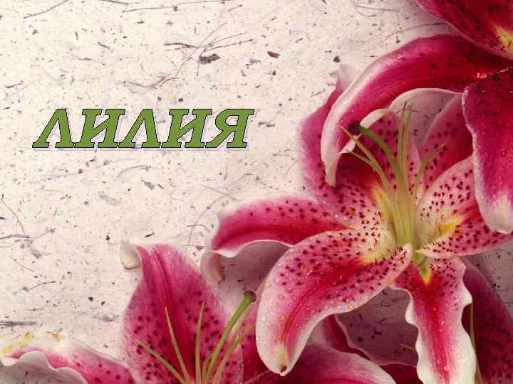 ЛИЛИЯ 