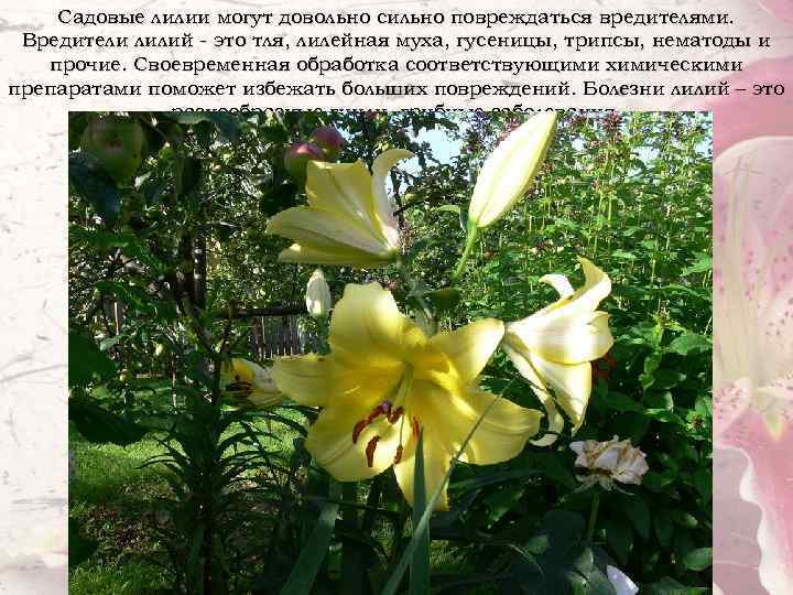 Садовые лилии могут довольно сильно повреждаться вредителями. Вредители лилий - это тля, лилейная муха,